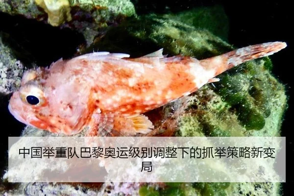 中国举重队巴黎奥运级别调整下的抓举策略新变局